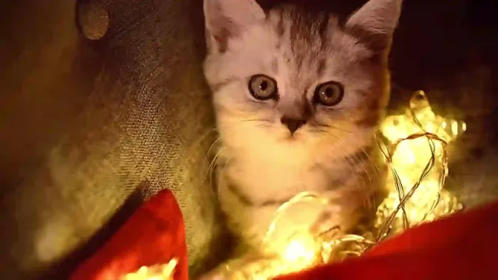 Cat In Garland