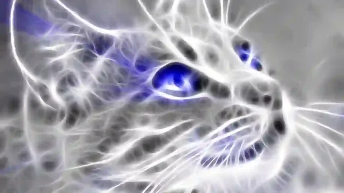 Cat With Blue Eyes